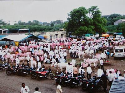 Baila Bajara Sevagava